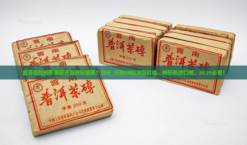 普洱茶的树形重要还是树龄重要
