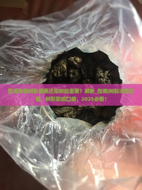 普洱茶的树形重要还是树龄重要