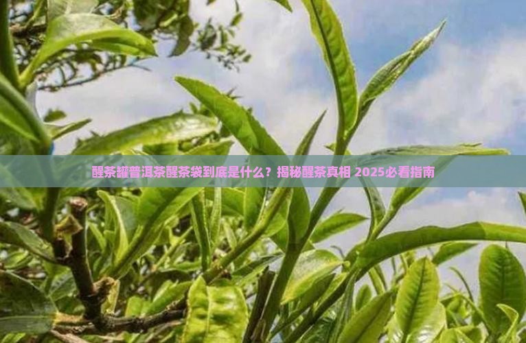 什么叫醒茶罐普洱茶醒茶袋