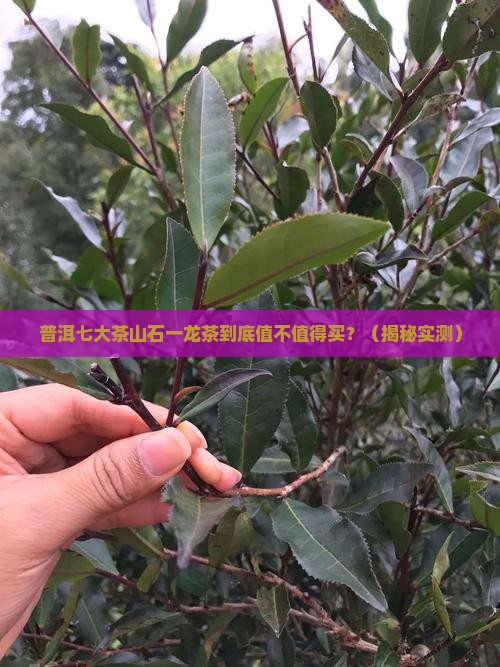 普洱七大茶山石一龙普洱茶