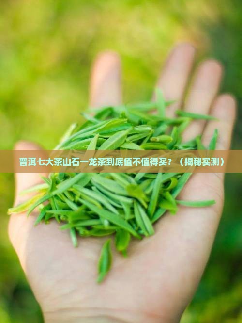 普洱七大茶山石一龙普洱茶