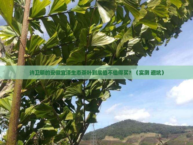 安徽宜泽生态茶叶许卫明 安徽宜泽生态茶叶许卫明