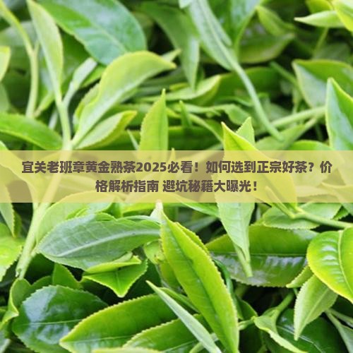 宜关老班章黄金熟茶