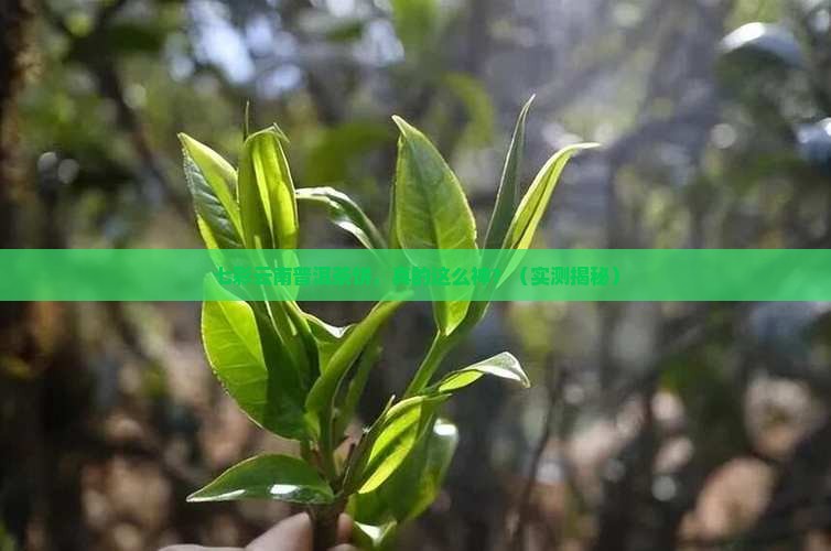 普洱茶饼七彩云南