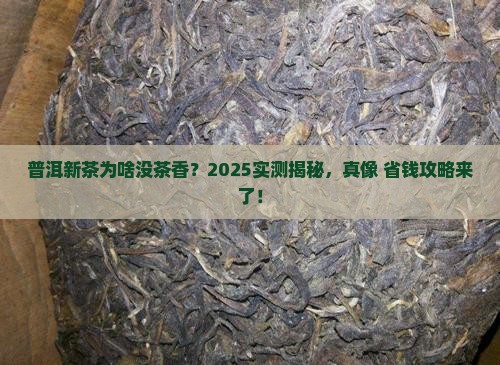 普洱茶新茶没有茶香吗