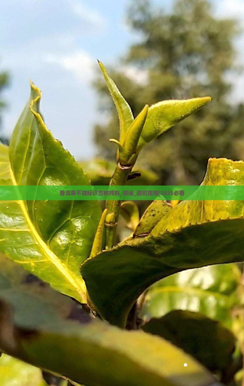普洱茶不能标识古树纯料
