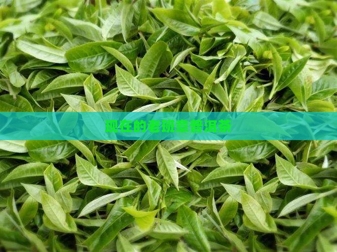 现在的老班章普洱茶