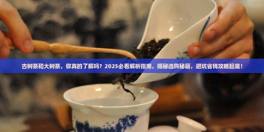 古树茶和大树茶
