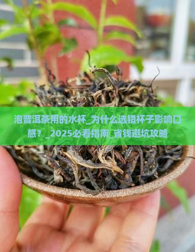 泡普洱茶用的水杯