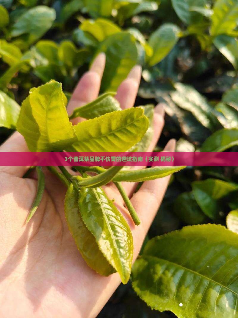 普洱茶什么牌子好不伤胃