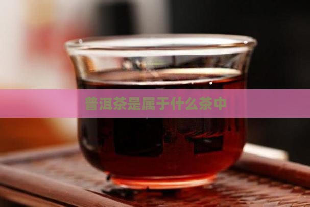 普洱茶是属于什么茶中