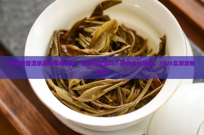 薄荷塘普洱茶龙珠高杆单株