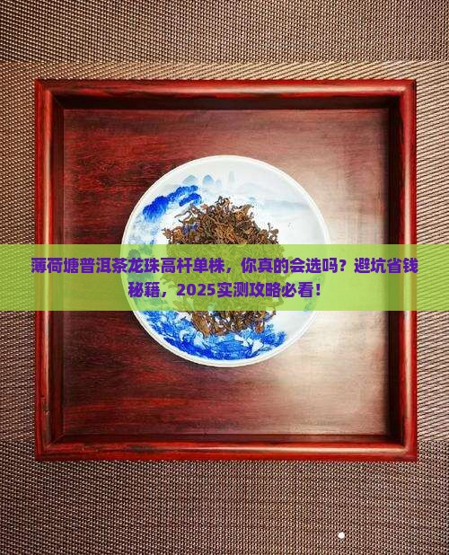 薄荷塘普洱茶龙珠高杆单株