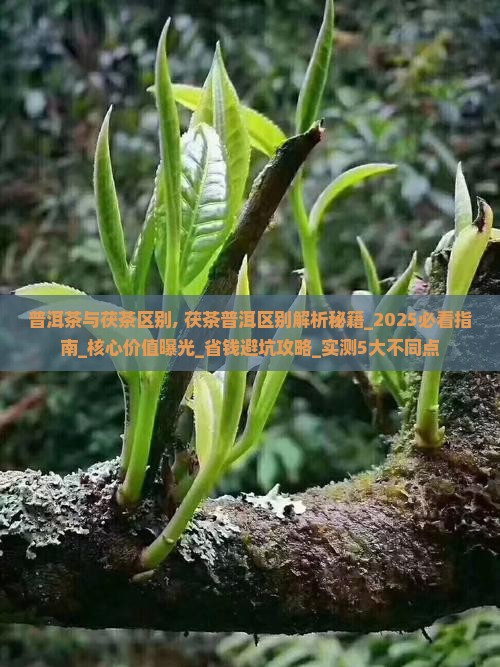 普洱茶与茯茶区别