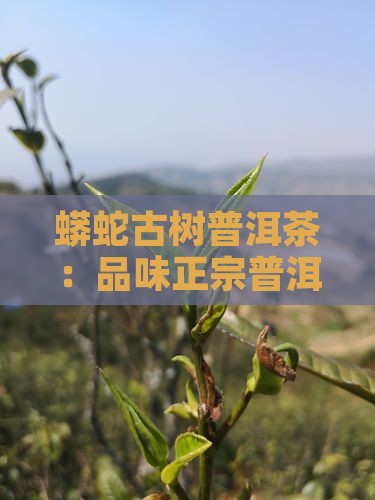 2020蟒蛇箐普洱茶