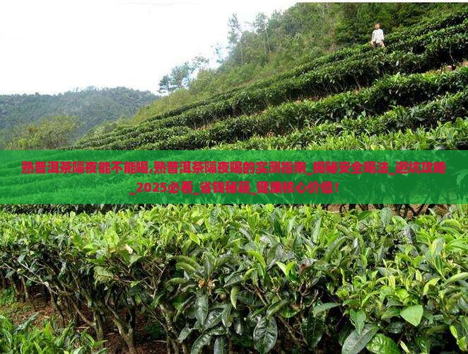 熟普洱茶隔夜能不能喝
