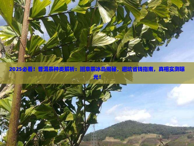 普洱茶种类班章茶冰岛