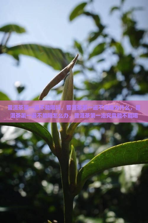 普洱茶第一遍不能喝 普洱茶第一遍不能喝