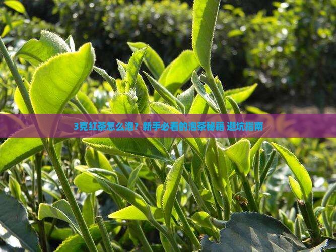 红茶一泡多少克红茶什么温度泡