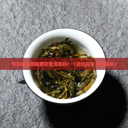 怀孕初期能喝菊花普洱茶么