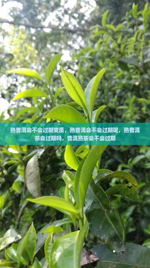 熟普洱会不会过期