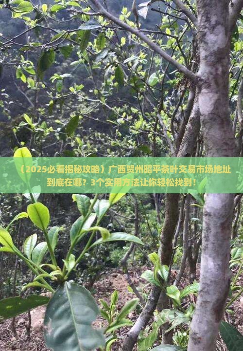 广西贺州昭平茶叶交易市场地址