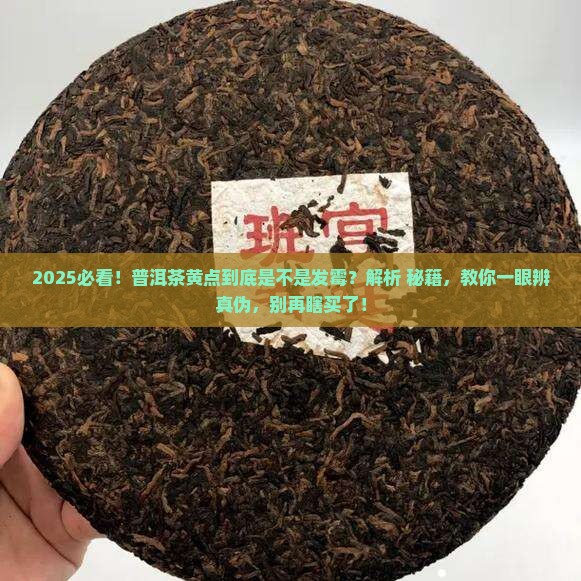普洱茶有黄点是发霉吗