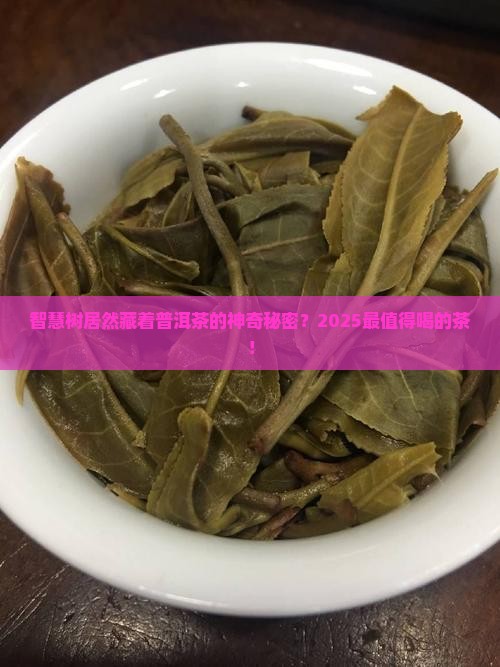 智慧树神奇普洱茶