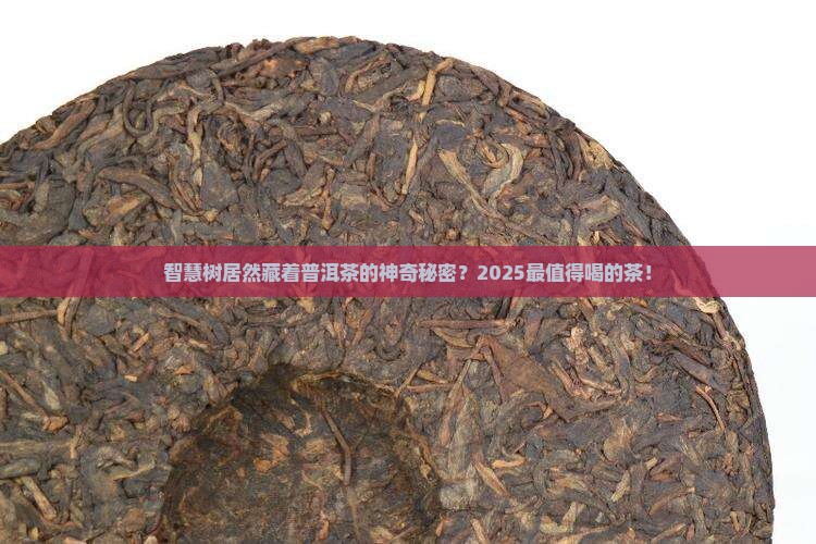 智慧树神奇普洱茶