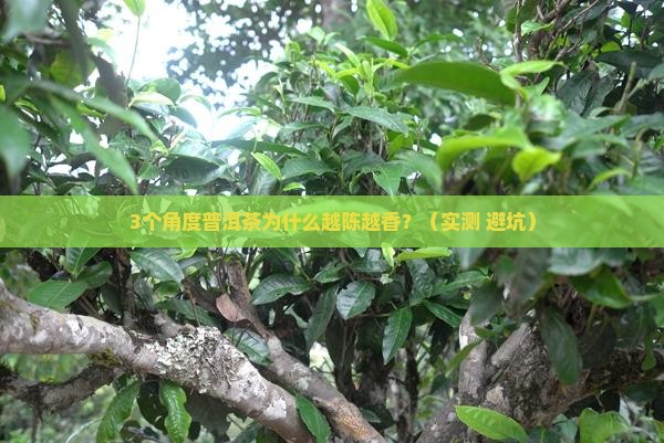 优质普洱茶香气特征