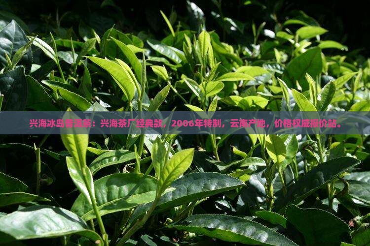 兴海冰岛普洱茶
