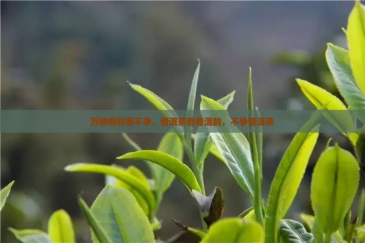 水善利万物而不争普洱茶