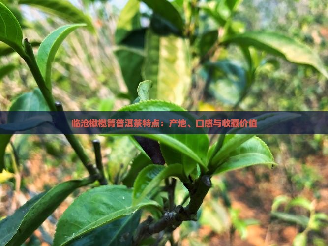 临沧橄榄箐普洱茶特点