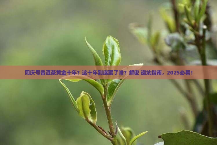 同庆号普洱茶国庆黄金十年