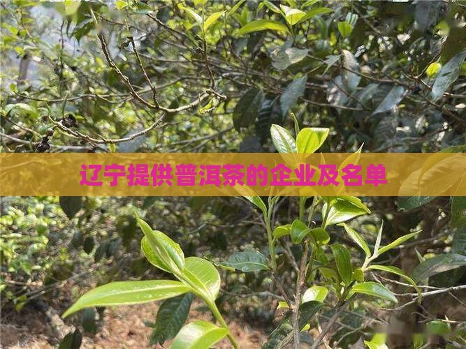 辽宁提供普洱茶品牌的企业
