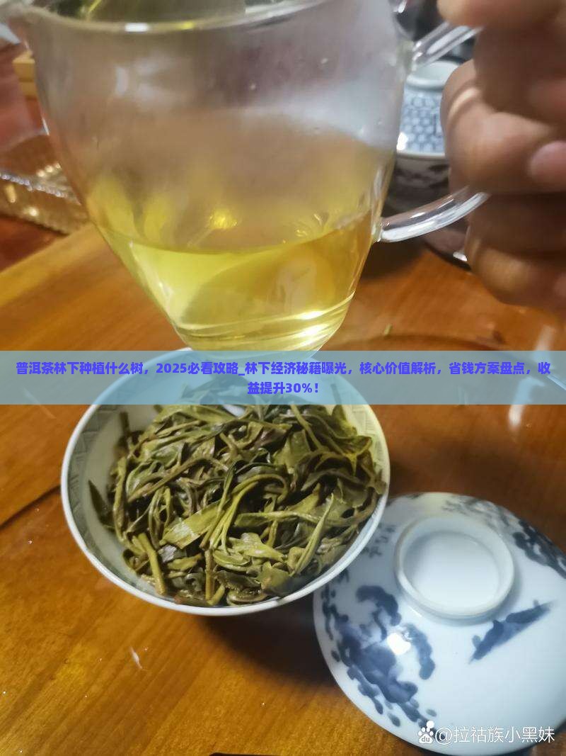 普洱茶林下种植什么树
