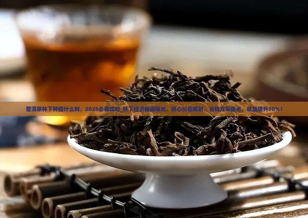 普洱茶林下种植什么树
