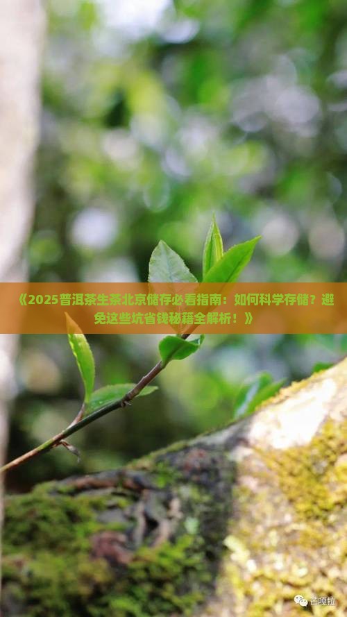 普洱茶生茶北京储存