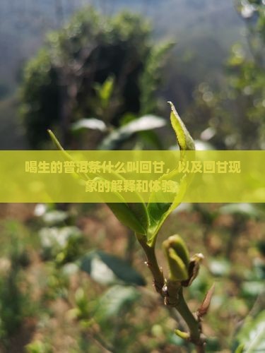 喝生的普洱茶什么叫回甘