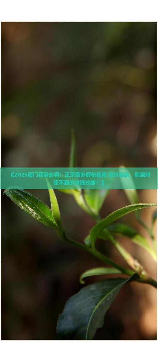 在厦门哪里买茶叶正宗