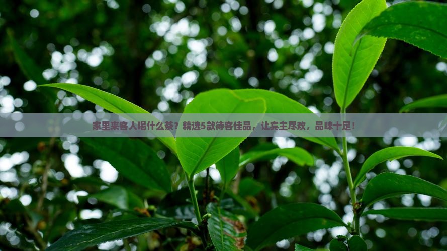 家里来客人喝什么茶 家里来客人喝什么茶