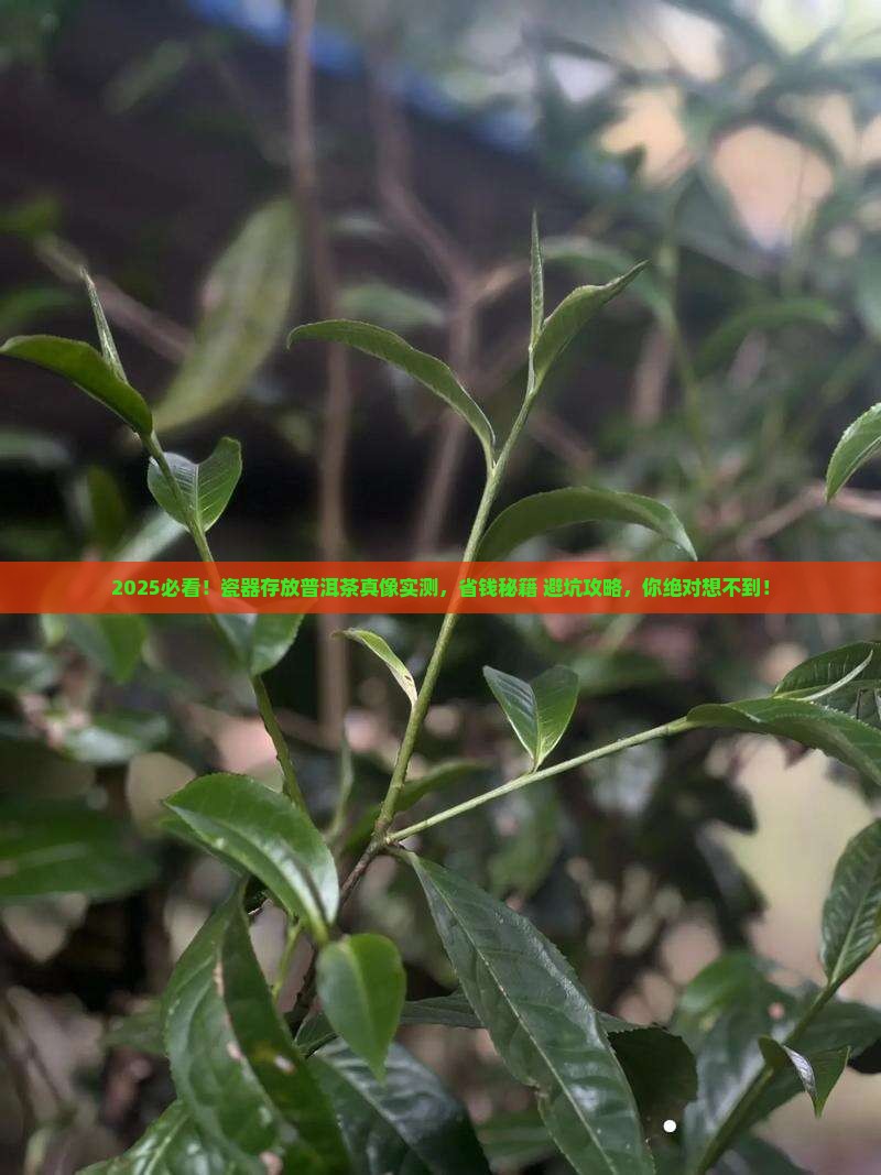 瓷器存放普洱茶