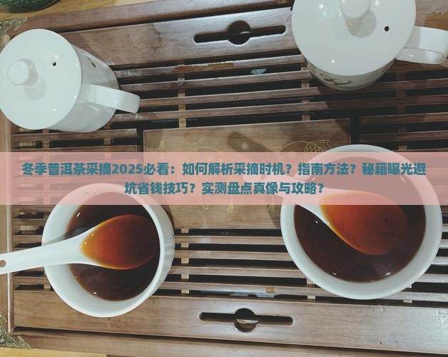 冬季普洱茶采摘