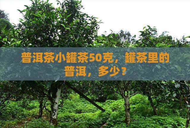 普洱茶小罐茶50克