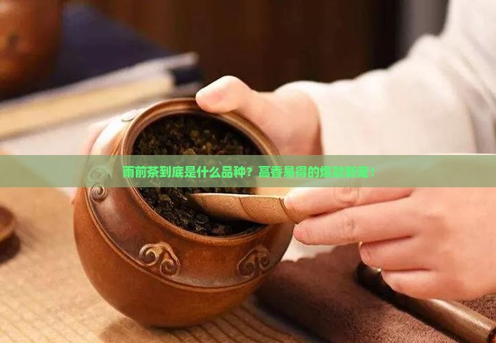 雨前茶是什么品种