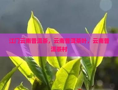 江门云南普洱茶