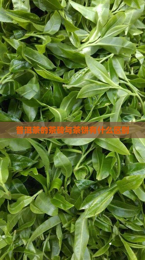 普洱茶的饼和砖有什么区别