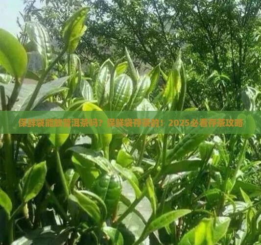 保鲜袋能放普洱茶吗