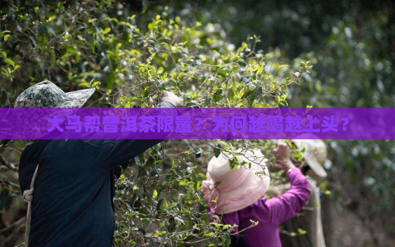 大马帮普洱茶限量