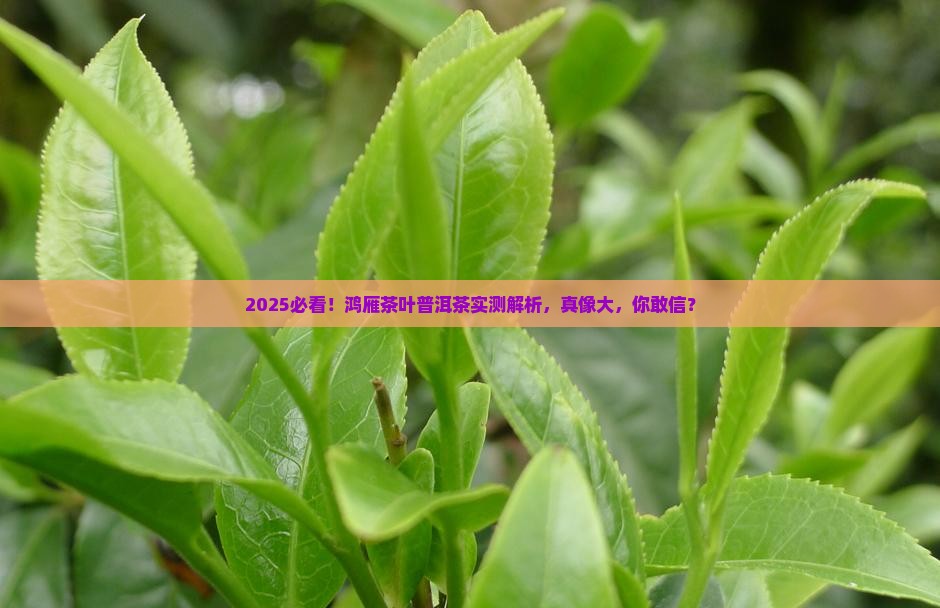 鸿雁茶叶公司的普洱茶如何